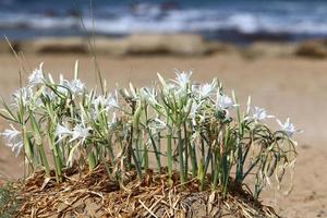 Pancrasium grows on the sand on the shores of the Mediterranean Sea. photo