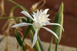 Pancrasium grows on the sand on the shores of the Mediterranean Sea. photo