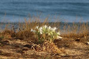 pancrasium crece en la arena a orillas del mar mediterráneo. foto