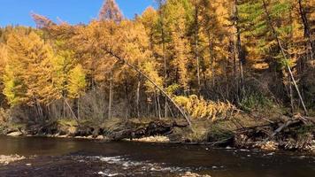 Chulman river in autumn in Neryungri. South Yakutia, Russia video