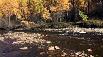 View from the stones to the opposite bank. Chulman river in autumn in Neryungri. South Yakutia, Russia video