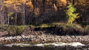 Chulman river in autumn in Neryungri. South Yakutia, Russia video