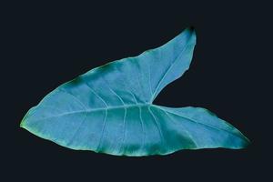 Isolated alocasia or elephant ear leaf with clipping paths. photo