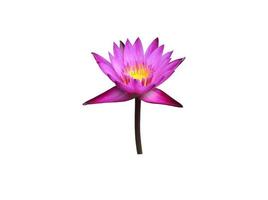 Isolated waterlily or lotus plants with clipping paths. photo