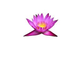 Isolated waterlily or lotus plants with clipping paths. photo