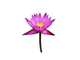 Isolated waterlily or lotus plants with clipping paths. photo