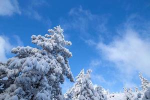 Trees under snow photo