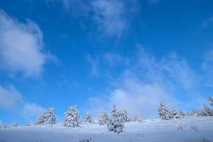 árboles bajo la nieve foto