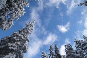 Trees under snow photo