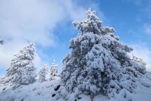 Trees under snow photo