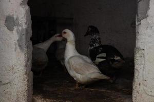 Group of ducks caught in a local duck pond photo