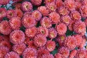Bouquets of chrysanthemums of different colours caught in a local garden in late autumn photo