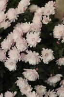 Bouquets of chrysanthemums of different colours caught in a local garden in late autumn photo