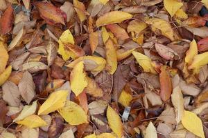 Autumn pattern made with golden and green leaves photo