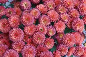 Bouquets of chrysanthemums of different colours caught in a local garden in late autumn photo