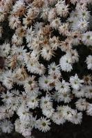Bouquets of chrysanthemums of different colours caught in a local garden in late autumn photo