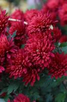 ramo de crisantemos rojos capturados en un jardín local a finales de otoño foto