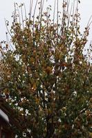 Silhouette of a tree surprised at the end of autumn . You can see how its leaves are withering photo