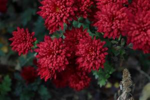 Bouquet of red chrysanthemums caught in a local garden in late autumn photo