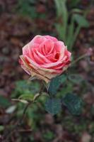 Pink rose captured on a rainy day in a local garden photo