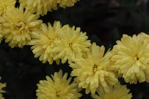 Bouquets of chrysanthemums of different colours caught in a local garden in late autumn photo