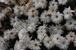 Bouquets of chrysanthemums of different colours caught in a local garden in late autumn photo