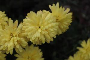 Bouquets of chrysanthemums of different colours caught in a local garden in late autumn photo