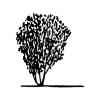 Hand drawn vector tree ink sketch.