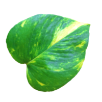 Araceae leaf isolated texture. png