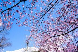 Beautiful pink cherry blossoms Sakura with refreshing in the morning in japan photo