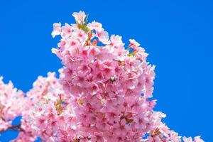 hermosas flores de cerezo rosa sakura con refrescante por la mañana en japón foto