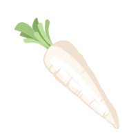 fresh chinese radish vegetable illustration
