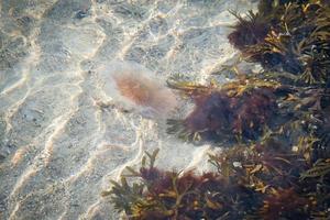 Fire jellyfish on the coast swimming in salt water. Sand in waves pattern. photo