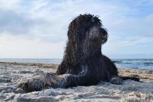 Goldendoodle is lying in the sand on the beach in front of the sea in Denmark photo