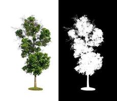 Tree isolated on a white background with clipping path and alpha channel photo