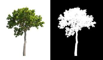 single tree with clipping path and alpha channel on black background photo