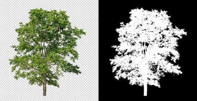 Tree on transparent picture background with clipping path, single tree with clipping path and alpha channel on black background photo