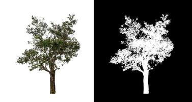 Tree isolated on a white background with clipping path and alpha channel photo