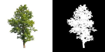 Tree isolated on a white background with clipping path and alpha channel photo