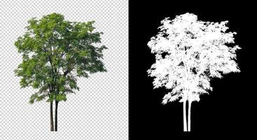 Tree on transparent picture background with clipping path, single tree with clipping path and alpha channel photo