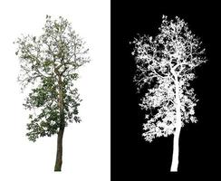 Tree isolated on a white background with clipping path and alpha channel photo