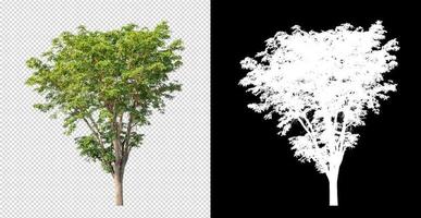 Tree on transparent picture background with clipping path, single tree with clipping path and alpha channel photo