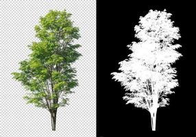 Tree on transparent picture background with clipping path, single tree with clipping path and alpha channel photo