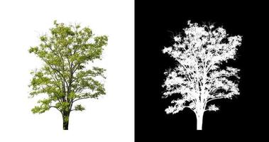 Tree isolated on a white background with clipping path and alpha channel photo