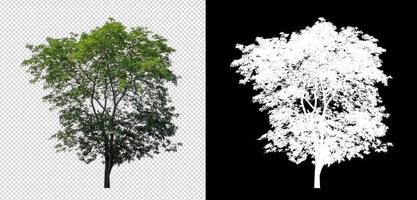 Tree on transparent picture background with clipping path, single tree with clipping path and alpha channel photo