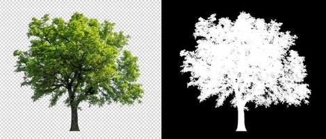 Tree on transparent picture background with clipping path, single tree with clipping path and alpha channel photo