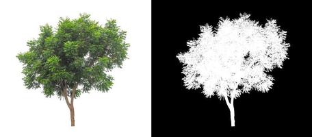 Tree isolated on a white background with clipping path and alpha channel photo