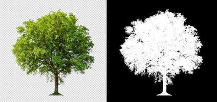 Tree on transparent picture background with clipping path, single tree with clipping path and alpha channel photo