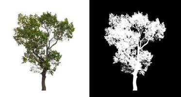 árbol aislado en un fondo blanco con trazado de recorte y canal alfa foto