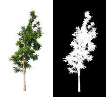 Tree isolated on a white background with clipping path and alpha channel photo